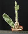 Opuntia microdasys v. albispina