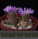 Ophthalmophyllum praesectum