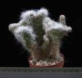 Opuntia vestita f. cristata