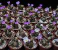 Ophthalmophyllum mix