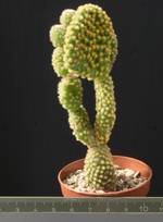 Opuntia microdasys f. contorta