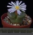 Ophthalmophyllum vanherdiae