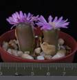 Ophthalmophyllum praesectum