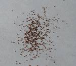 Ophthalmophyllum mix