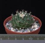 Obregonia denegrii