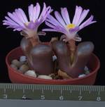 Ophthalmophyllum dinteri