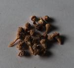 Ophthalmophyllum mix