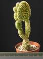 Opuntia microdasys f. contorta