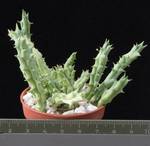Orbea wissmannii