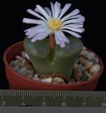 Ophthalmophyllum vanherdiae