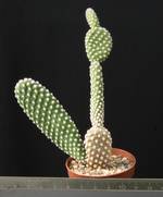 Opuntia microdasys v. albispina