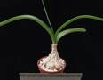 Ornithogalum caudatum