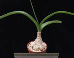 Ornithogalum caudatum