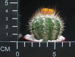 Parodia hausteiniana