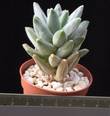 Pachyphytum compactum