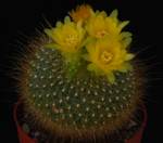 Brasilicactus graesnerii
