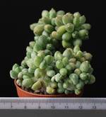 Pachyphytum compactum v. cristatum