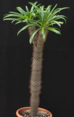 Pachypodium lamerei