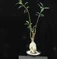 Pachypodium succulentum