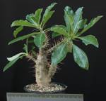 Pachypodium saundersii
