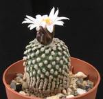 Pelecyphora valdeziana v. albiflora