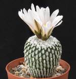Pelecyphora pseudopectinata v. albiflora
