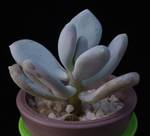 Pachyphytum bracteosum