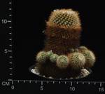 Parodia aureispina