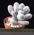 Pachyphytum oviferum