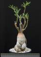 Pachypodium succulentum