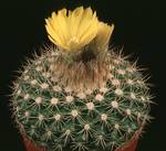 Parodia microsperma seme
