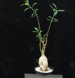 Pachypodium succulentum