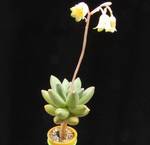 Pachyphytum compactum