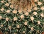 Parodia microsperma seme