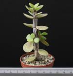 Portulacaria afra