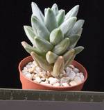 Pachyphytum compactum