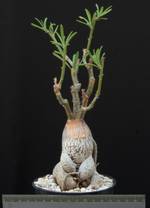 Pachypodium succulentum
