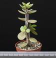 Portulacaria afra