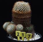 Parodia aureispina