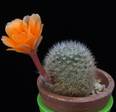 Aylostera kieslingii