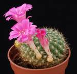 Rebutia violaciflora