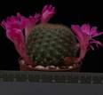 Rebutia violaciflora