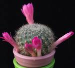 Rebutia violaciflora