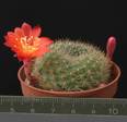 Rebutia wessneriana