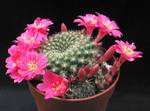 Rebutia violaciflora