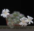 Rebutia minima v. albiflora