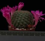Rebutia violaciflora