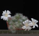 Rebutia minima v. albiflora