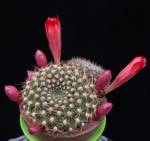 Rebutia krainziana