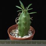 Senecio saginata